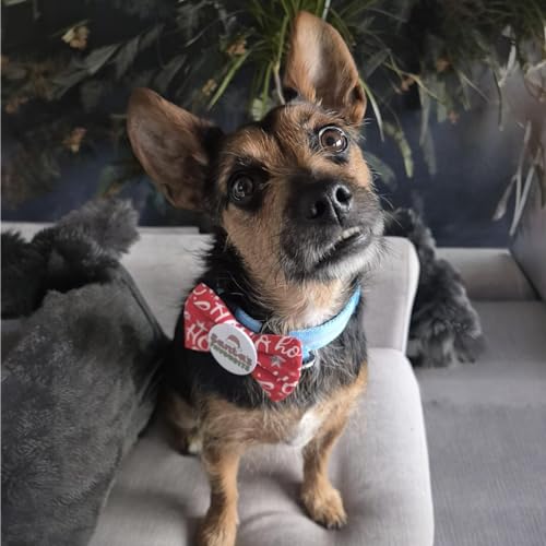 Badge Bow Santa’s Favourite, Dog Gifts for Christmas, Presents for pets, Dog Christmas Outfit, Pet Fashion